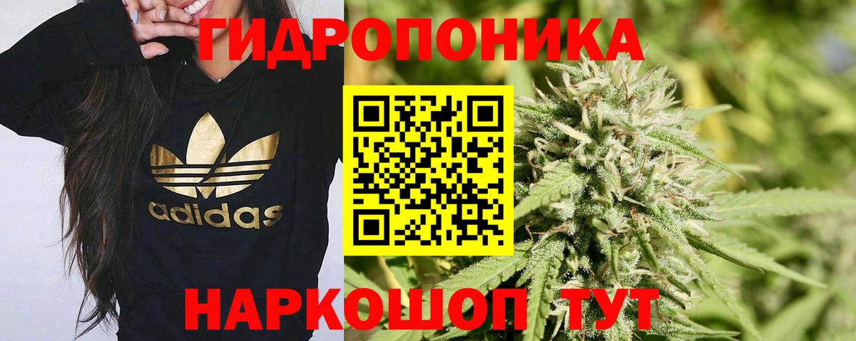 Конопля Bruce Banner  Вход с VPN  Алексеевка  Бошки марихуана сатива  Конопля сатива  Канабис THC 21% 